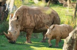 Disney's New Rhino Calf Makes his Debut on Kilimanjaro Safari