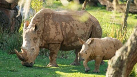 Disney’s New Rhino Calf Makes his Debut on Kilimanjaro Safari