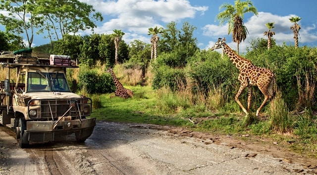 Best Disney World Attractions to Experience if you Love Animals