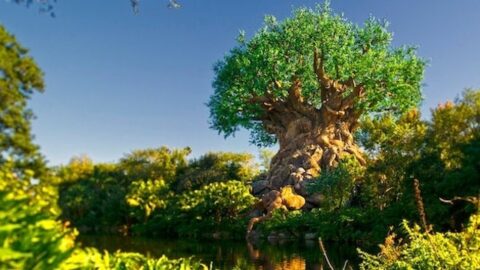 Limited Time Experience Now at the Animal Kingdom