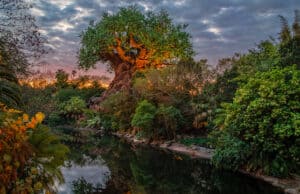 New Park Pass Availability Magically Opens up at Disney World