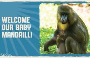 Disney's Animal Kingdom Welcomes New Baby Mandrill