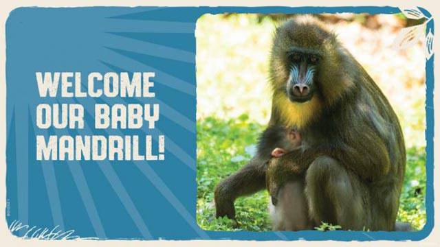 Disney's Animal Kingdom Welcomes New Baby Mandrill