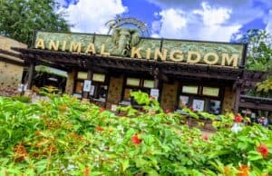 An Animal Kingdom attraction is now using a backstage queue