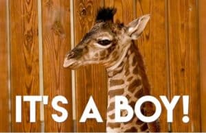 New Baby Boy Giraffe is Born at Disney's Animal Kingdom