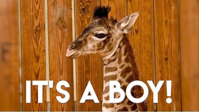New Baby Boy Giraffe is Born at Disney's Animal Kingdom