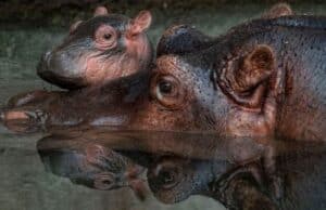 Disney Reveals the Name of its New Baby Hippo