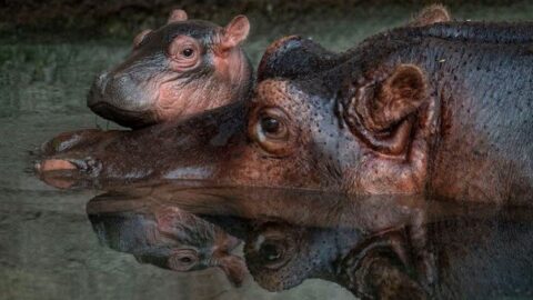 Disney Reveals the Name of its New Baby Hippo