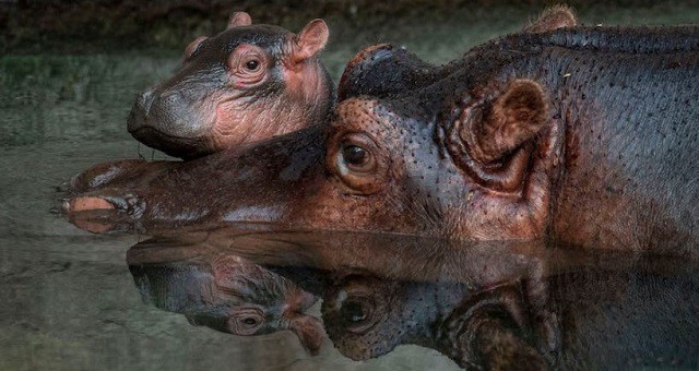 Disney Reveals the Name of its New Baby Hippo