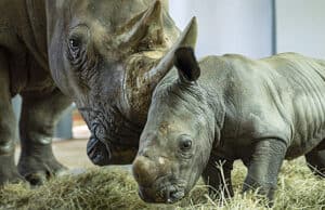 Disney Shares New Video and Details of the Adorable Newborn White Rhino