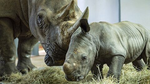 Disney Shares New Video and Details of the Adorable Newborn White Rhino