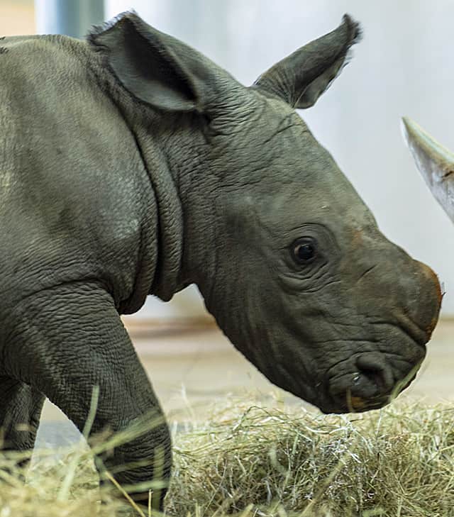 Disney Shares New Video and Details of the Adorable Newborn White Rhino