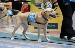 Several United States airports once again offer therapy dogs