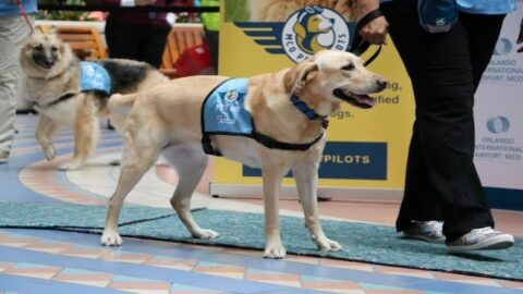 Several United States airports once again offer therapy dogs