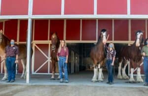 Meet Disney's 5 Beautiful New Horses