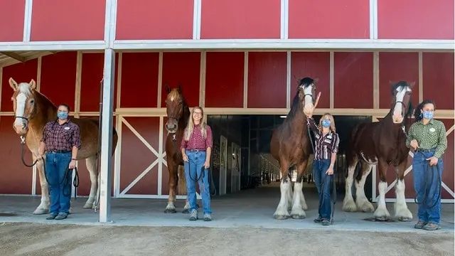 Meet Disney's 5 Beautiful New Horses