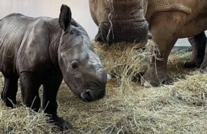 A New Baby Rhino Has Been Born In Disney World