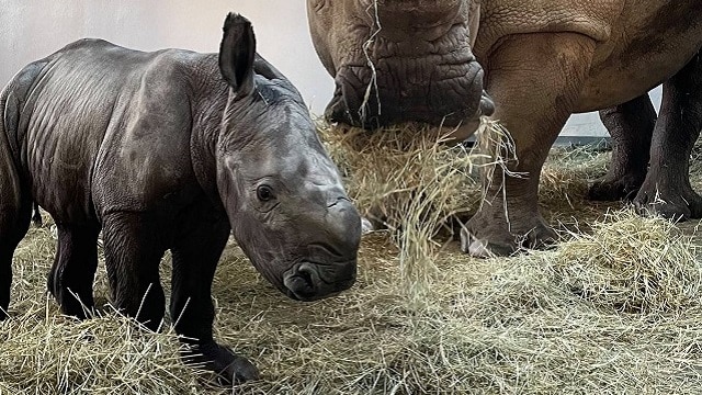 A New Baby Rhino Has Been Born In Disney World
