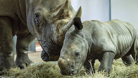 Disney Reveals the Name for One of the New Baby Rhinos