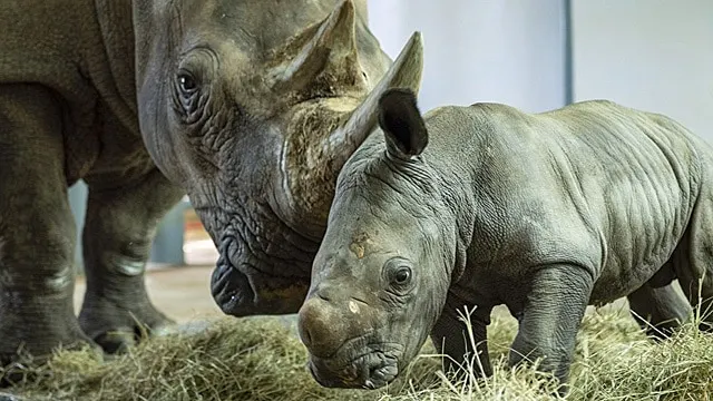 Disney Reveals the Name for One of the New Baby Rhinos