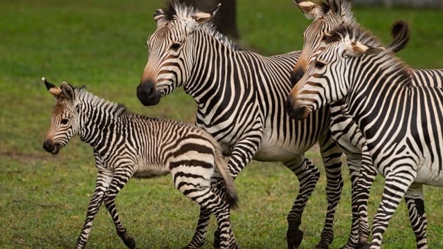 Disney Reveals a 50th Anniversary Name for the New Baby Zebra
