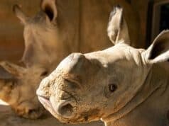 Disney Announces a Gender Reveal for New Baby Rhino