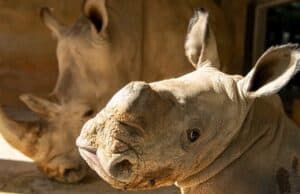 Disney Announces a Gender Reveal for New Baby Rhino