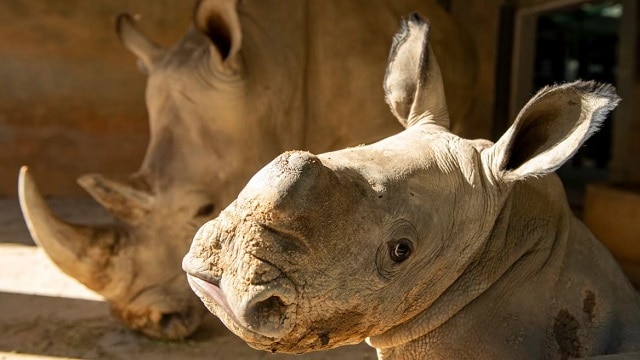 Disney Announces a Gender Reveal for New Baby Rhino