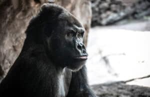 See how Disney celebrates its most popular animal's birthday