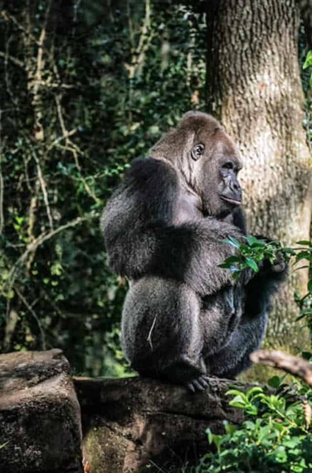 Disney's Animal Kingdom Silverback Gorillas are the Best
