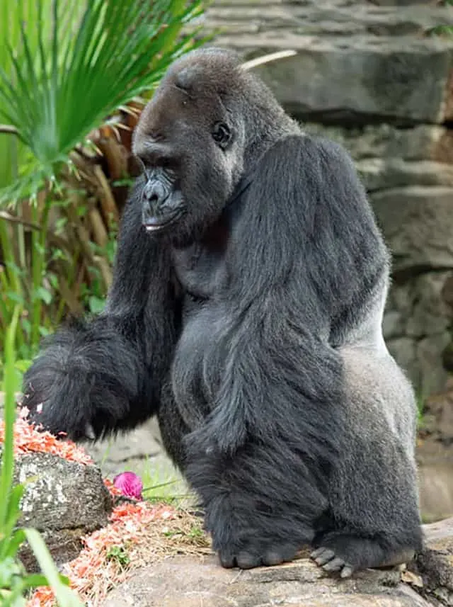 Disney's Animal Kingdom Silverback Gorillas are the Best