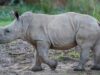 Big News for Both of Disney's New Baby Rhinos
