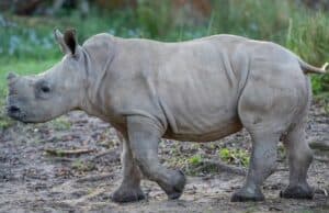 Big News for Both of Disney's New Baby Rhinos