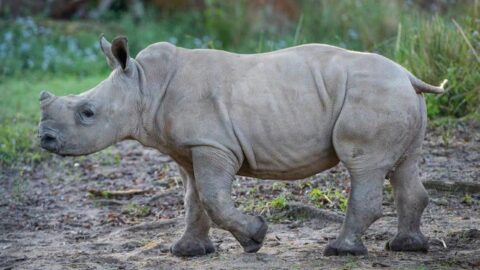 Big News for Both of Disney’s New Baby Rhinos