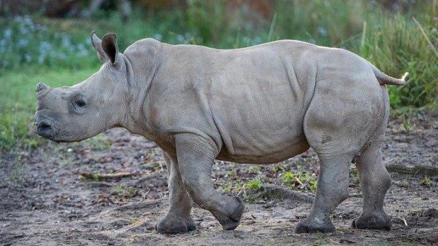 Big News for Both of Disney's New Baby Rhinos