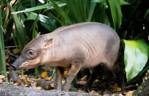 A New Baby Makes her Animal Kingdom Debut