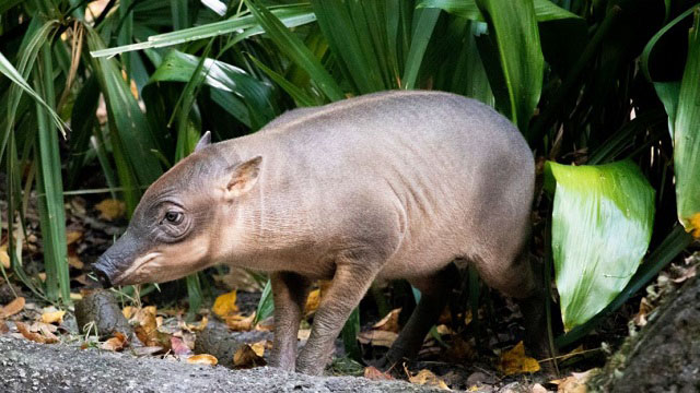 A New Baby Makes her Animal Kingdom Debut