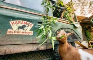 Disney's New Baby Animals Will Leap into Your Heart