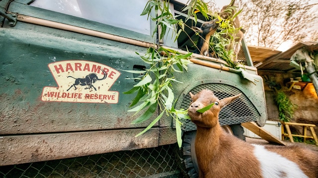 Disney's New Baby Animals Will Leap into Your Heart