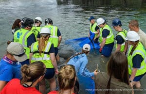 Disney's Amazing Manatee Rescue Story and Conservation Efforts
