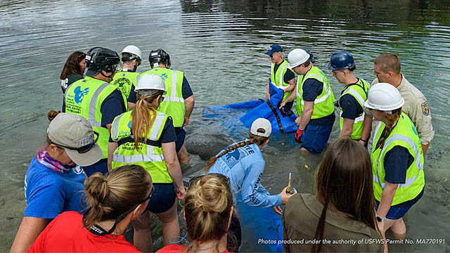 Disney's Amazing Manatee Rescue Story and Conservation Efforts