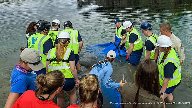 Disney's Amazing Manatee Rescue Story and Conservation Efforts
