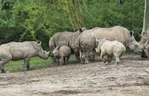 Video: New Baby Rhino Family Reunion and how Disney Cares for Them
