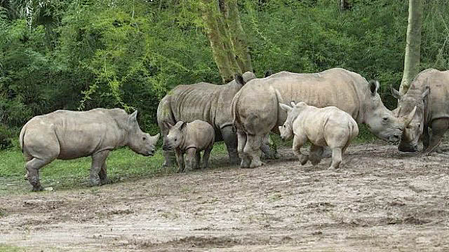Video: New Baby Rhino Family Reunion and how Disney Cares for Them