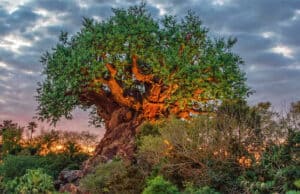 Thrilling Soft Opening for a Popular Disney World Attraction, but is there a Glitch?