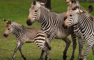 Remembering the Baby Zebra Disney Lost in a Tragic Accident