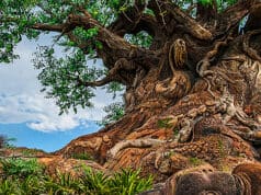 An Adventurer's Spirit: The Story of Joe Rohde