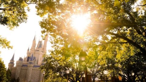 Delicious New Quick Service Option in the Magic Kingdom