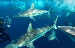 Disney Is Bringing Fans a Thrilling New Celebration of Sharks