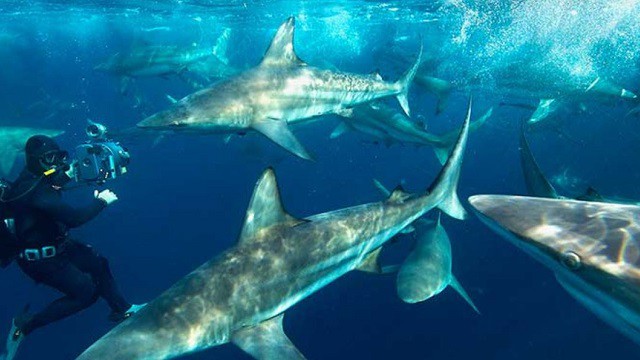 SharkFest' Schedule 2022 Includes Nat Geo, ABC, ESPN and Hulu